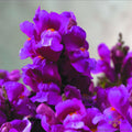 Purple Snapdragon Seeds - 1000 Count - Antirrhinum majus - Floral Showers Variety - Ideal for Garden Planting