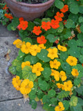 Nasturtium Seeds - 30 Seeds - Jewel Mix Edible Flower - Tropaeolum majus - Buy 15 for Free Shipping