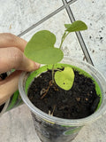 Dutchman's Pipe Plant - Live Seed Grown Aristolochia Tormentosa - Unique Climbing Perennial for Gardens