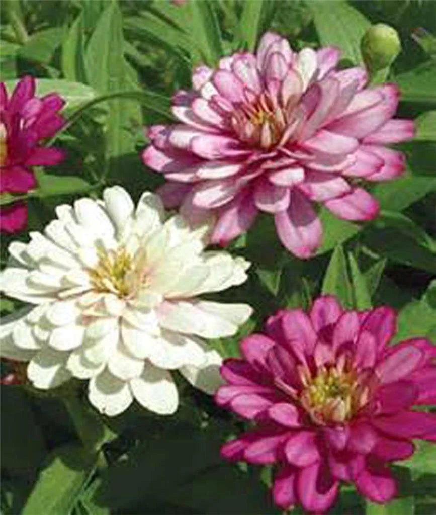 Zinnia Seeds - 100+ Pack - Exquisite Bright Colors - Zinnia elegans