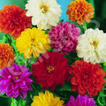 Bedding Dahlia Seeds | Non-GMO | Unwins Variety | Flower Seeds for Garden | Dahlia spp.