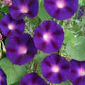 Morning Glory Seeds - Grandpa Ott Purple Climbing Vine - Heirloom Non-GMO - 100 Count - Ipomoea purpurea