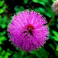 Mimosa Tree Seeds - Persian Pink Silk Flower - Albizia julibrissin - Ideal for Bonsai Cultivation