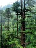 Himalayan Cedar 10 Seeds, Deodar Cedar (Cedrus deodara) for Planting, Evergreen Tree Seeds