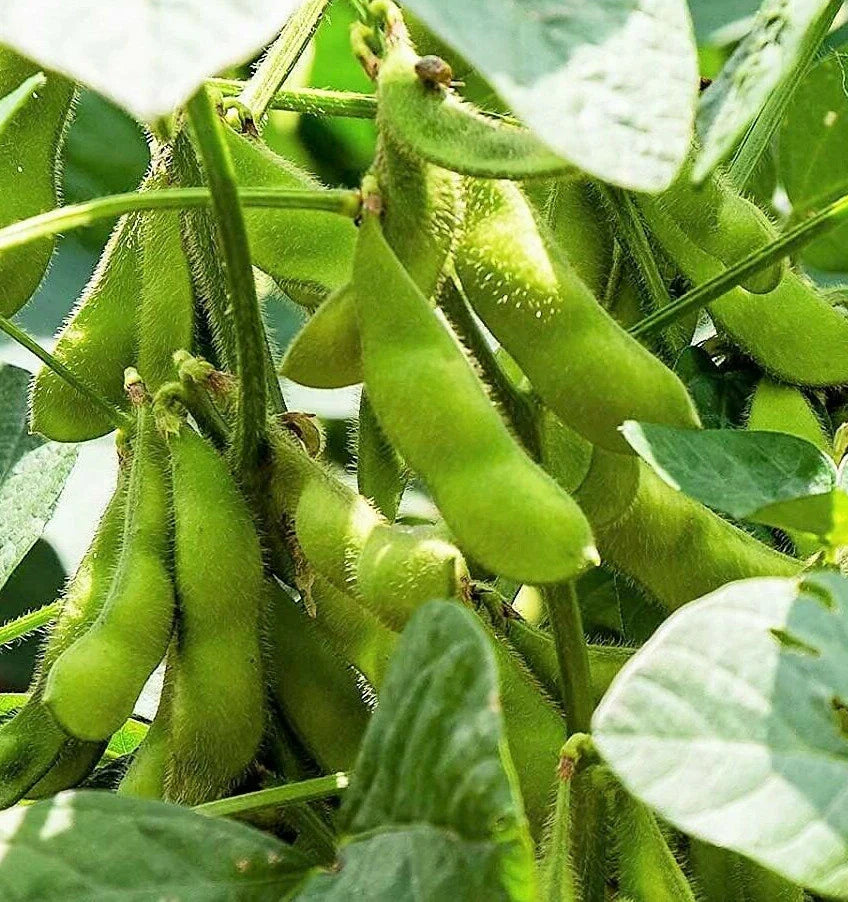 Edamame Soybean Seeds - Triple Play Variety - Chinese Asian Vegetable - Glycine max - 2025 Harvest