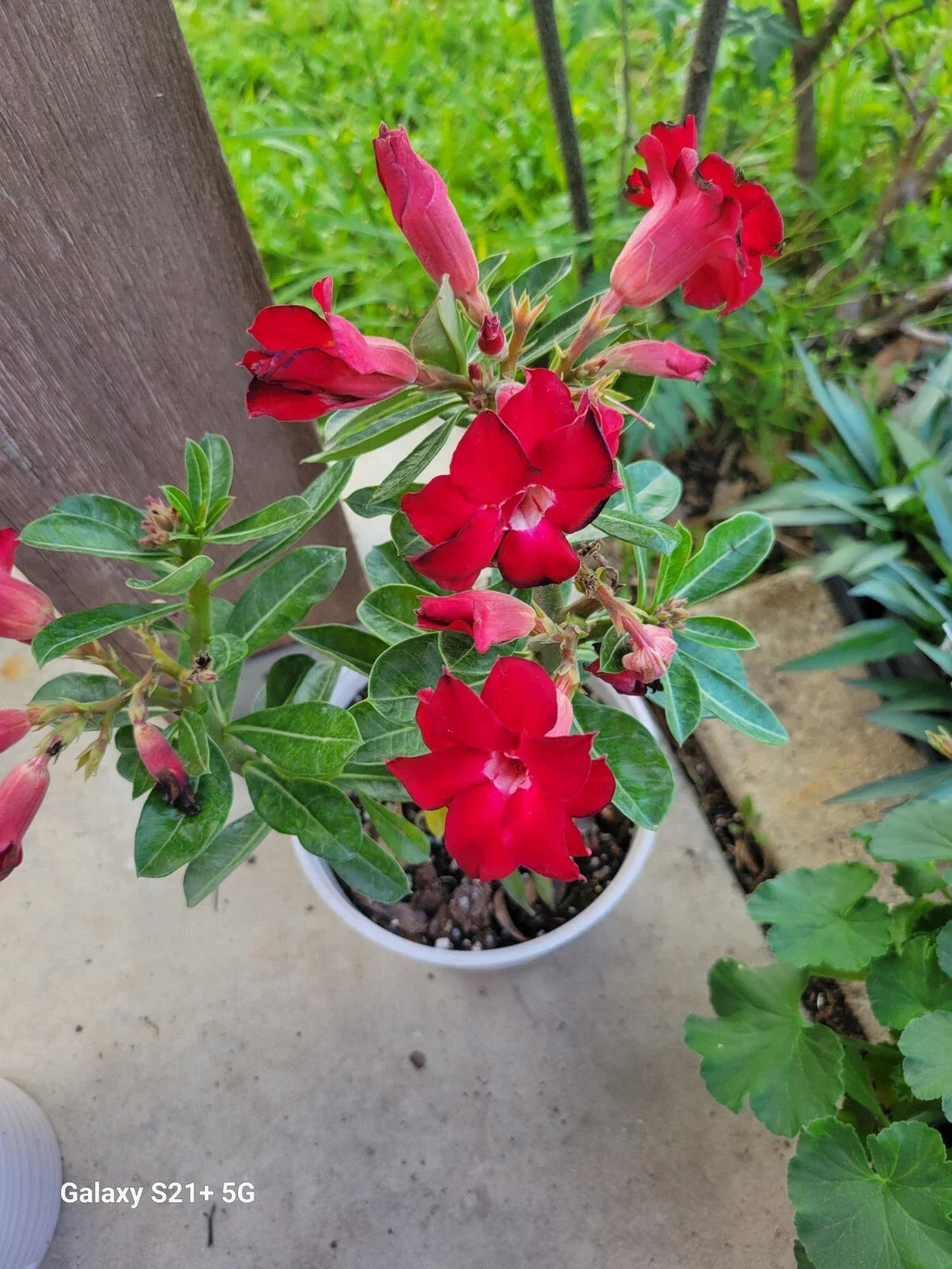 Red Adenium Obesum Double Desert Rose Bonsai Tree, Healthy Indoor Plant, Succulent, 5-inch Pot