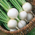 Turnip Seed - 500 Heirloom White Egg Seeds - Non-GMO Vegetable Seeds - Brassica rapa