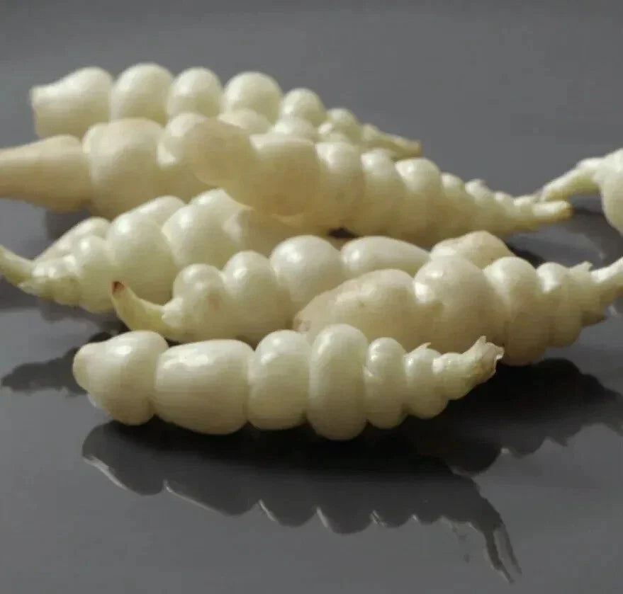 Chinese Artichoke Tubers - 3 Planting Tubers - Crosne - Stachys Affinis - USA Grown