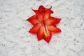 Christmas Cactus Starter Plant - Well Rooted Schlumbergera Truncata - Ara Brazil Variety