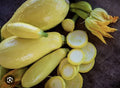 Straightneck Summer Squash Seeds - 35 Plus Non-GMO Early Prolific Variety - Open Pollinated - Cucurbita pepo