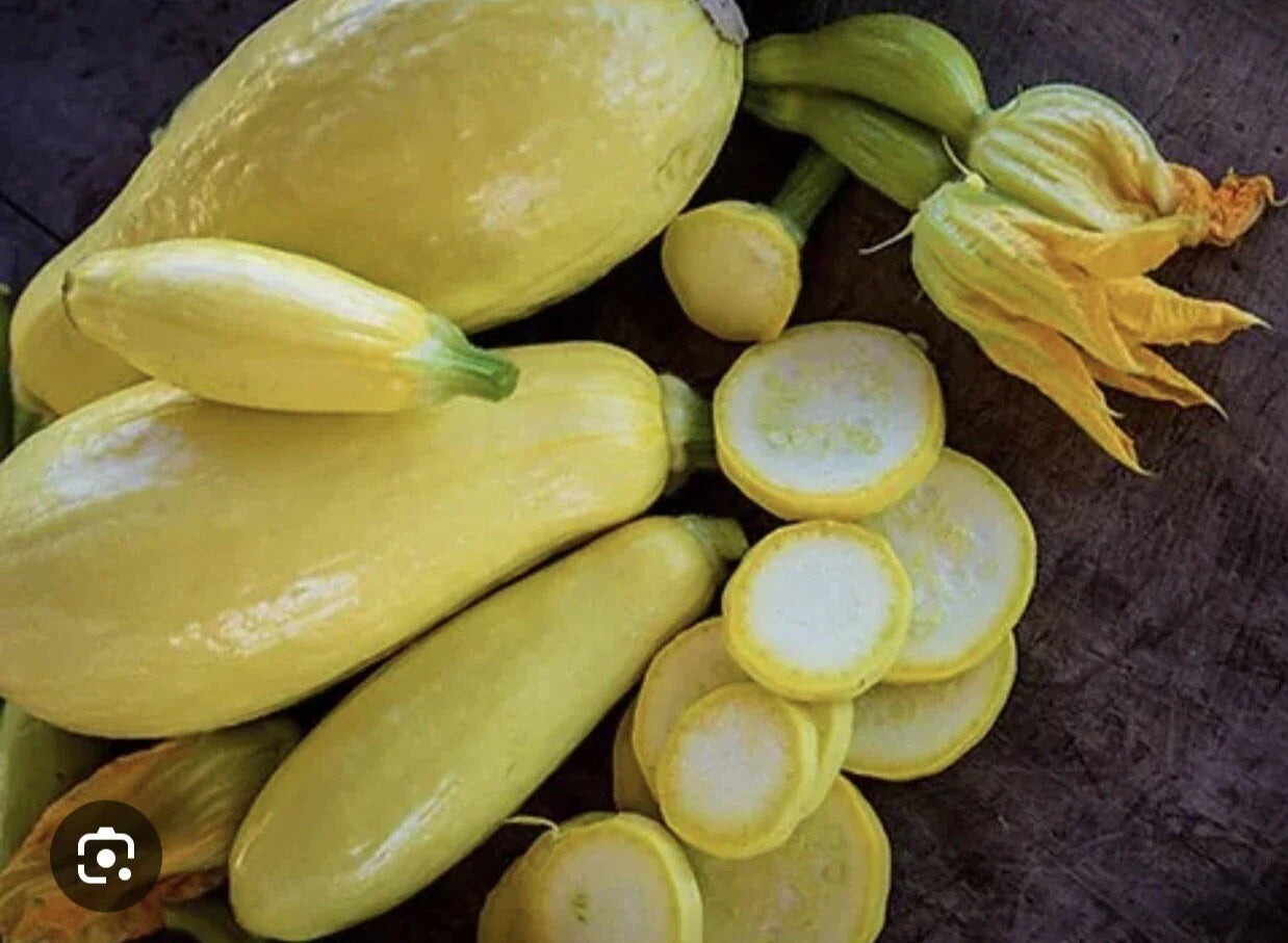 Straightneck Summer Squash Seeds - 35 Plus Non-GMO Early Prolific Variety - Open Pollinated - Cucurbita pepo