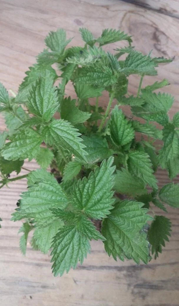 Nettle Plant Bare Roots, Organically Grown Urtica dioica, Ready for Transplantation, Growing Instructions Included