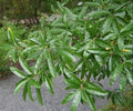 Willow Oak Tree Seeds - 10 Count - Quercus phellos - Native Oak Variety