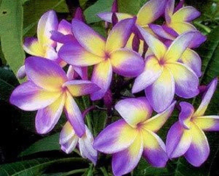 Plumeria Seeds - 5 Yellow Purple Flower Seeds - Perennial Tropical Plant (Plumeria spp.)