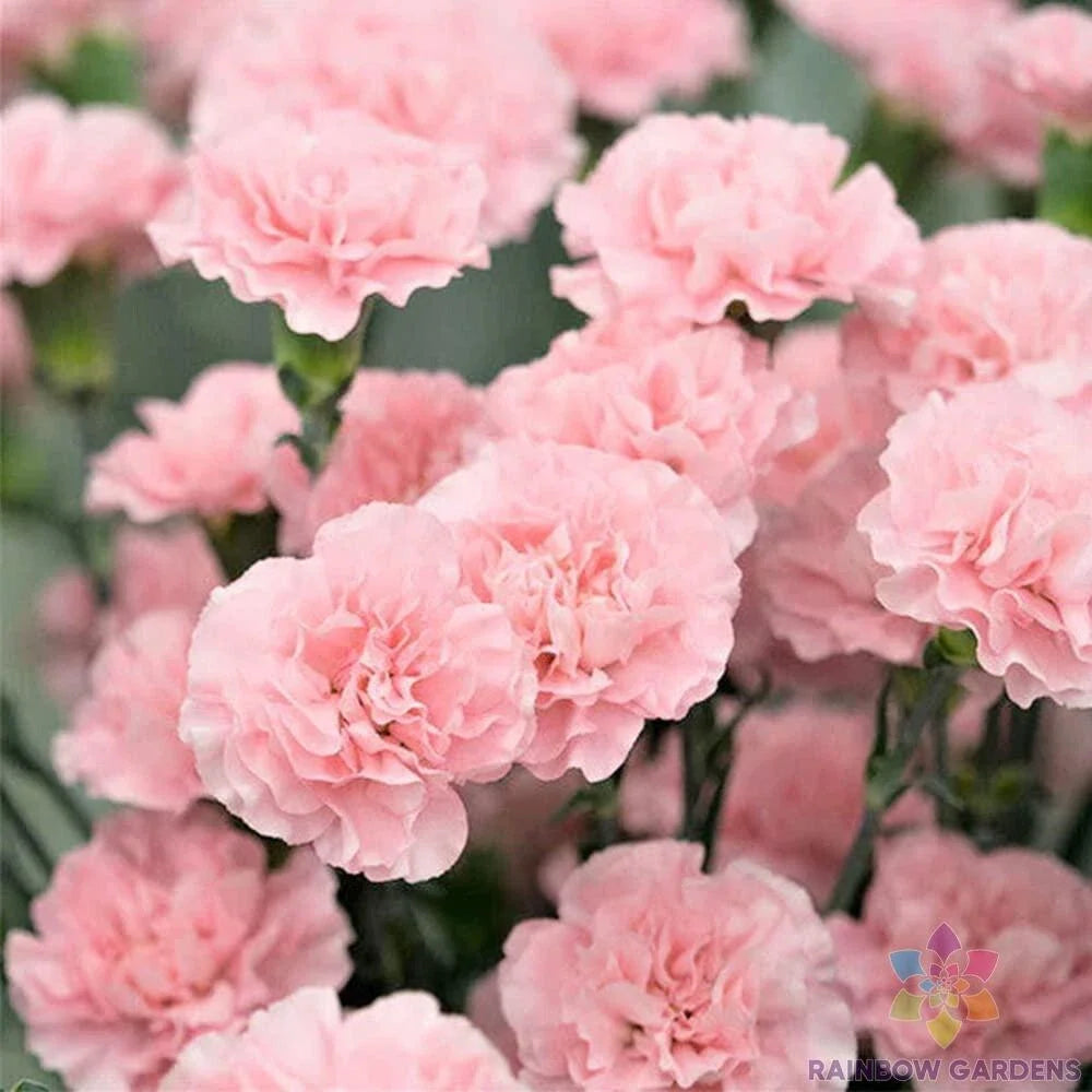 Freyn's Pink Carnation Seeds - 200+ Pack for Garden Planting - Dianthus caryophyllus - USA