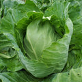 Early Jersey Wakefield Cabbage Seeds - NON-GMO - Heirloom Variety - Open-Pollinated Cabbage Seeds