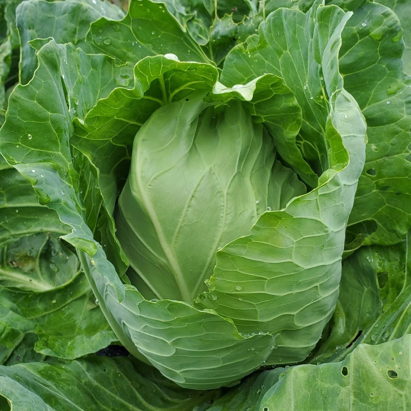 Early Jersey Wakefield Cabbage Seeds - NON-GMO - Heirloom Variety - Open-Pollinated Cabbage Seeds