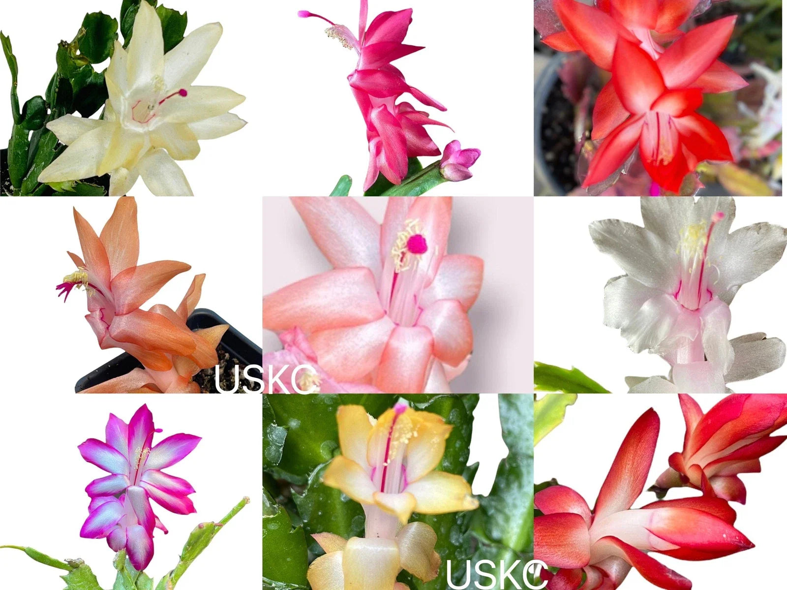 Unrooted Leaf Cuttings Thanksgiving Cactus - Schlumbergera truncate - Succulent Plant Propagation Supplies