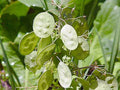 Lunaria Money Plant Seeds - 25 Fresh Seeds for Planting - Beautiful Silver Dollar Plant (Lunaria annua)