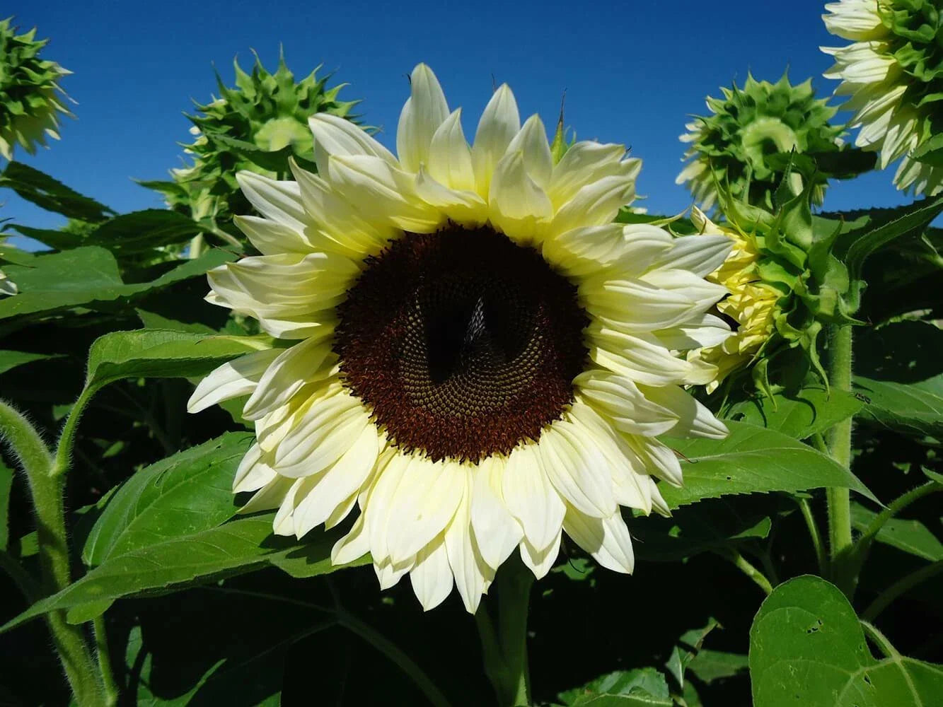 Sunflower Seeds - Pro Cut White Nite - Fresh Seed - Helianthus annuus
