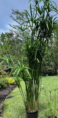 Umbrella Palm Plant in 4" Pot, Well Rooted, Cyperus alternifolius, Indoor/Outdoor Decorative Foliage Plant