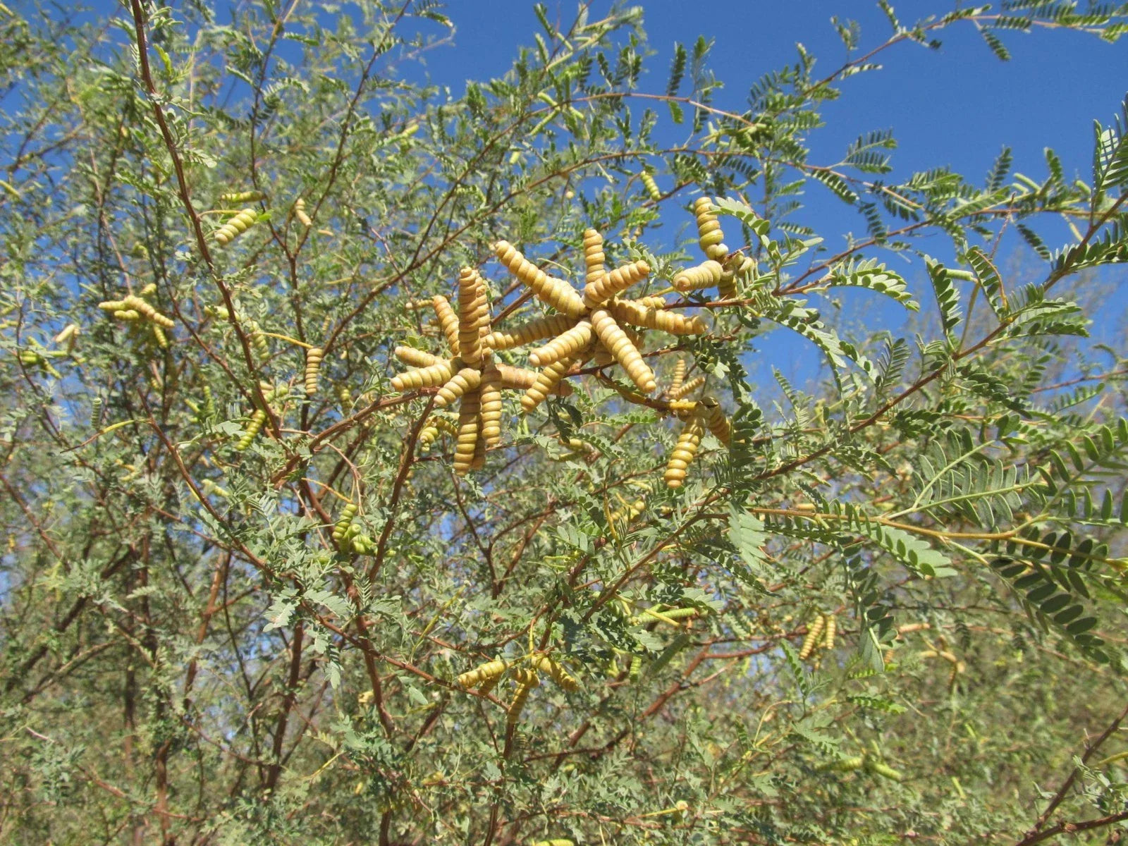 Screw Bean Mesquite Tree Seeds - 10 Seed Pods - Prosopis Pubescens - Drought-Tolerant, Native Plant for Landscaping