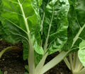 Swiss Chard Seeds 100+ Fordhook Giant Heat Tolerant Greens Beta vulgaris