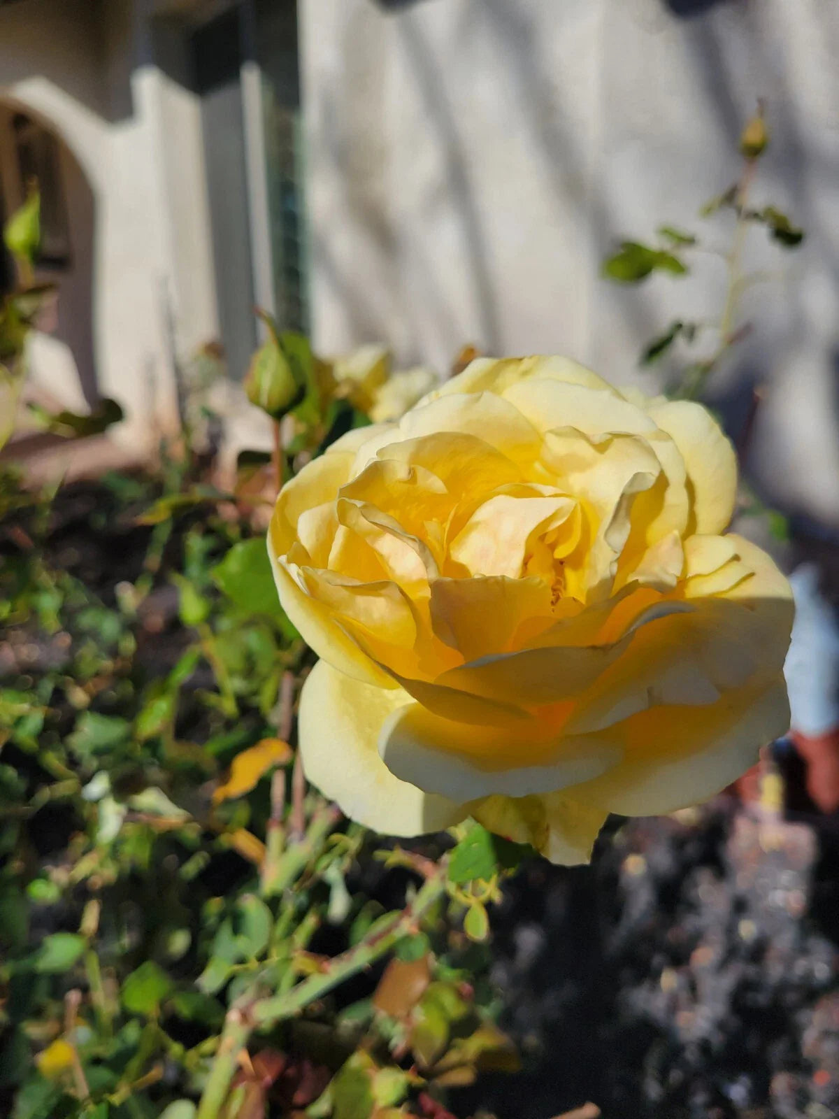 St. Patrick Rose Cuttings - 4 Pack - Green Foliage - Rosa spp.