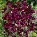 Royal Maroon Sweet Pea Seeds - 50+ Pack for Garden Planting - Lathyrus odoratus - USA Grown, Free Shipping