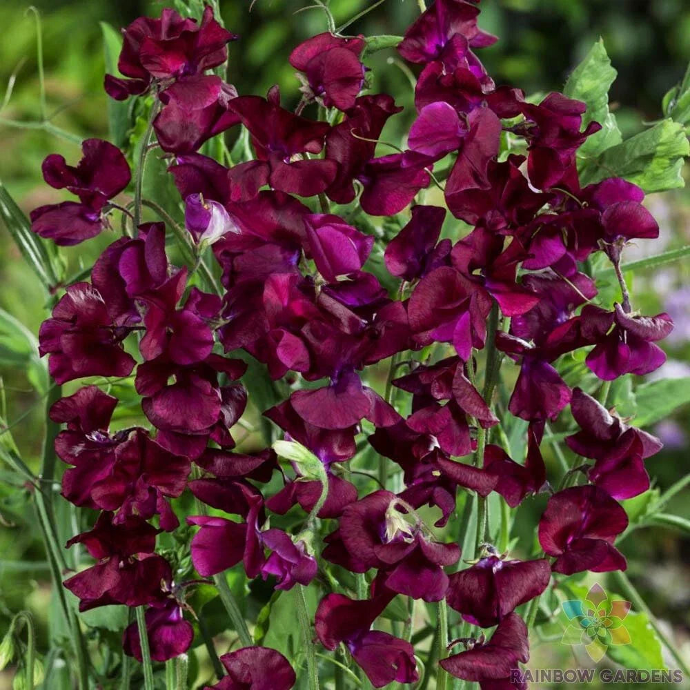 Royal Maroon Sweet Pea Seeds - 50+ Pack for Garden Planting - Lathyrus odoratus - USA Grown, Free Shipping