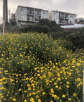 Garland Daisy Seeds - 2,000 Seeds - Flower Chrysanthemum - Perfect for Gardens and Landscaping - Chrysanthemum spp.