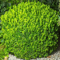 Green Velvet Boxwood Plants - 2.5'' Pot - Evergreen Shrub - Buxus 'Green Velvet' - Pollution Tolerant - Deer Resistant - Zones 5-9