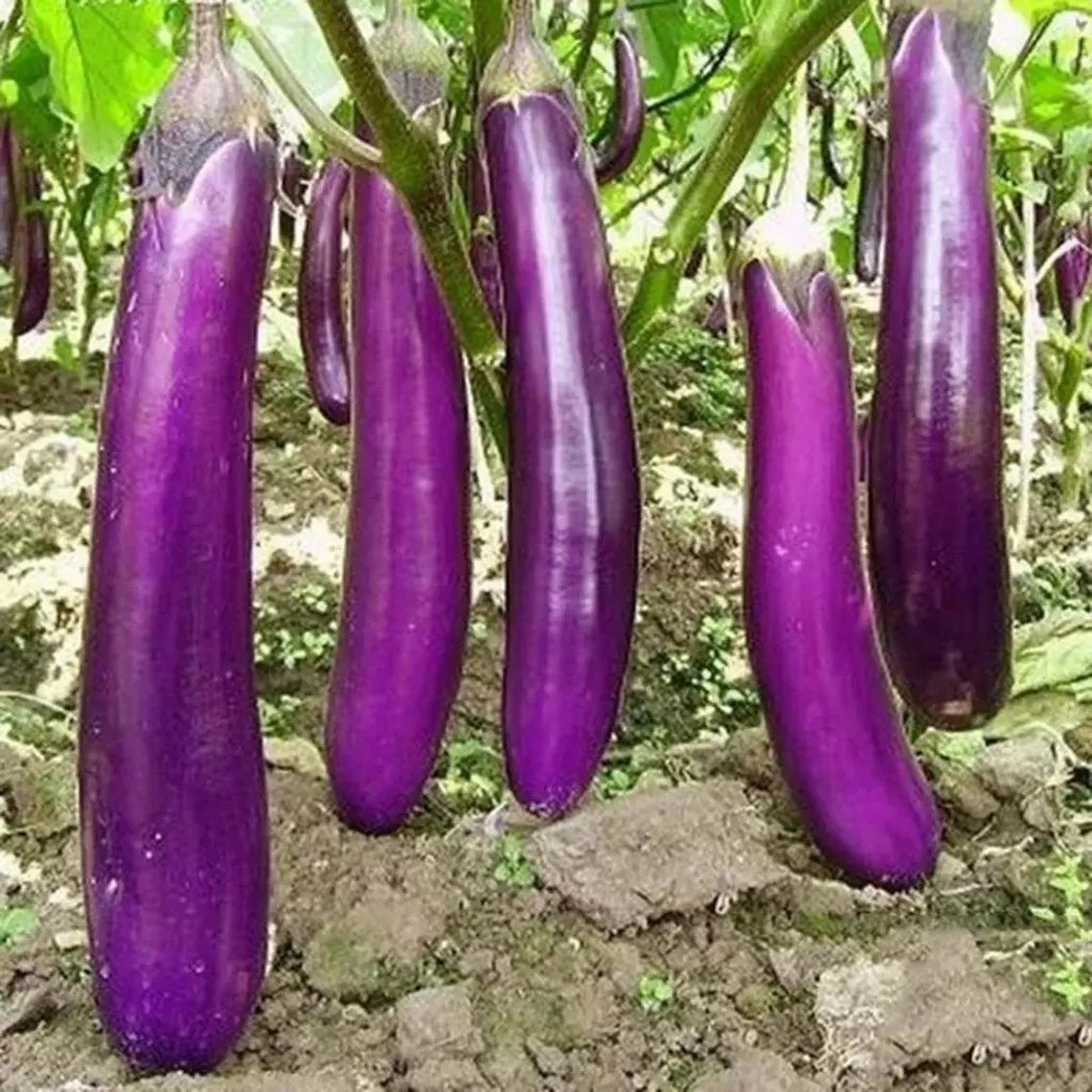Long Purple Eggplant Seeds - 400+ Heirloom Organic Non-GMO - Perfect for Home Gardening - Solanum melongena