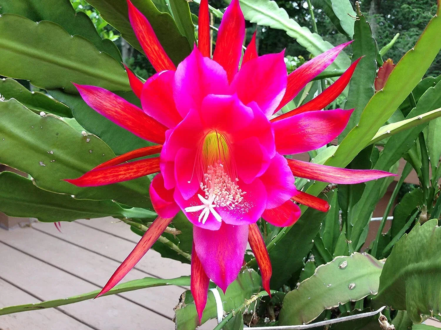 Rosy Swirl Orchid Cactus Cuttings - Two Epiphyllum Varieties + Free Gift Small Cutting