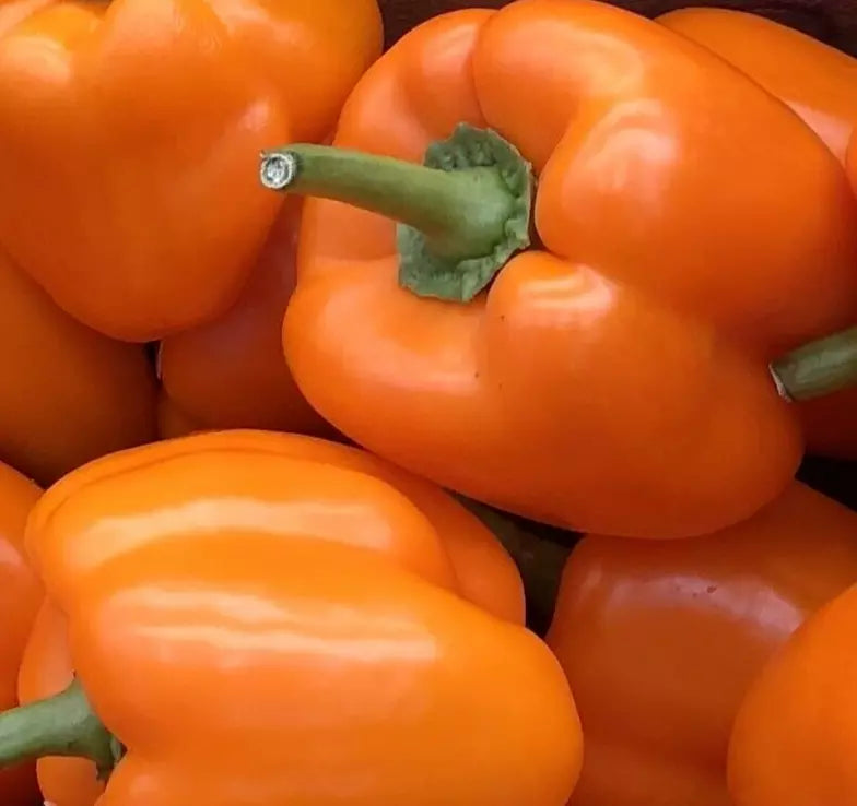 Orange Bell Pepper Seeds - 30+ Non-GMO Orange Sun Sweet Variety for Vegetable Garden - Capsicum annuum