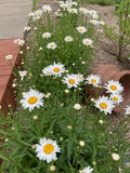 Shasta Daisy Plant - Bare Root - Leucanthemum × superbum - Perennial Flower for Garden