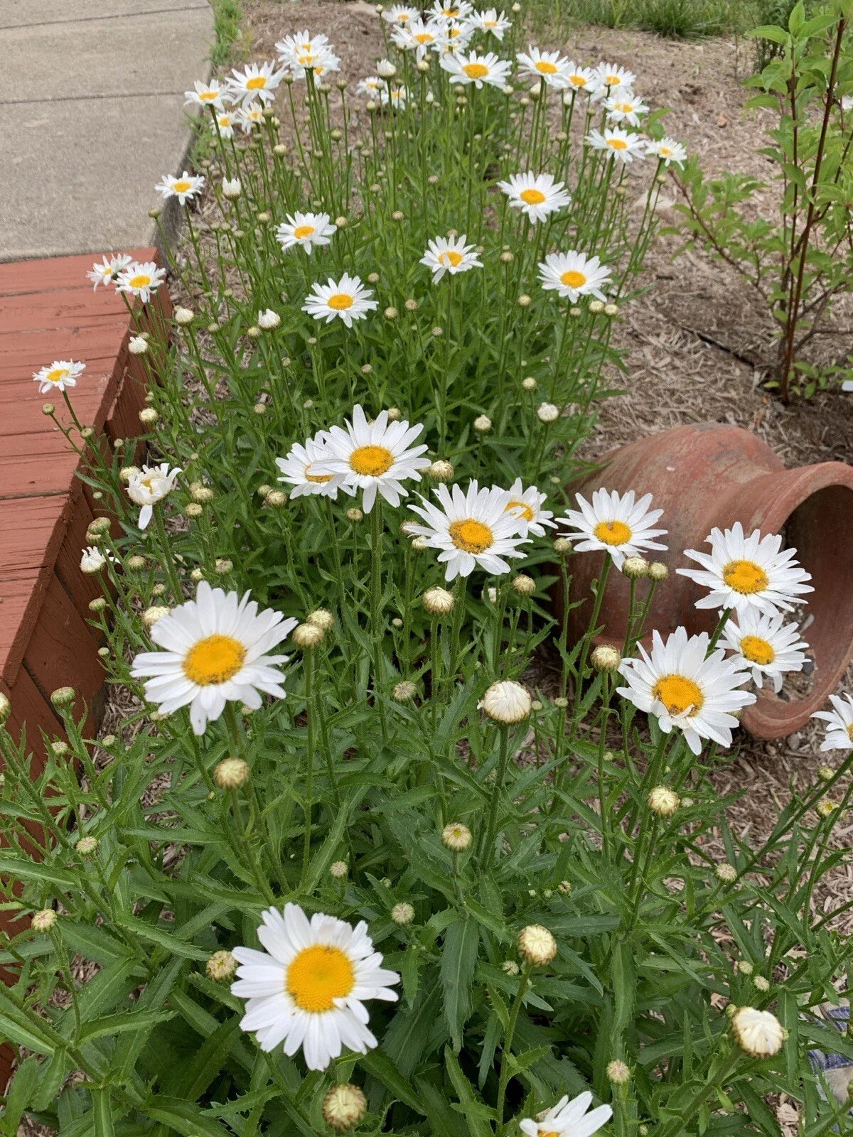 Shasta Daisy Plant - Bare Root - Leucanthemum × superbum - Perennial Flower for Garden