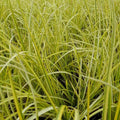 Live Cold Hardy Golden Sweet Flag Aquatic Marginal Pond Plant - Acorus gramineus 'Ogon' - Buy 2 Get 1 Free