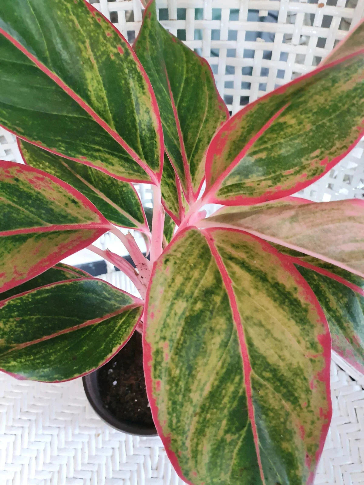 Chinese Evergreen Plant BARE ROOTED 4" Aglaonema 'Siam Aurora' Green and Red Foliage