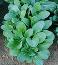 Tatsoi Black Night Seeds 500 - 1 LB Asian Mustard Microgreens, Brassica rapa var. rosularis, High Vitamin Nutrition
