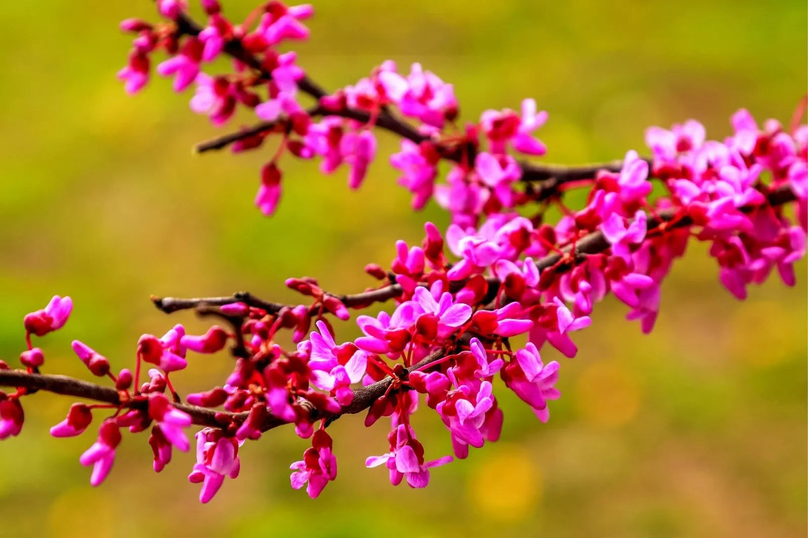 Red Bud Tree Seeds - 30+ Seeds - Exotic Flowering Tree for Yard or Bonsai - Cercis canadensis