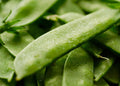 Mammoth Melting Sugar Snow Pea Seeds - Heirloom, NON-GMO, Garden Seeds