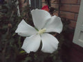 Hibiscus syriacus 'Diana' Cuttings | 6-8" Shrub Althea | Attracts Hummingbirds | Hardy Perennial