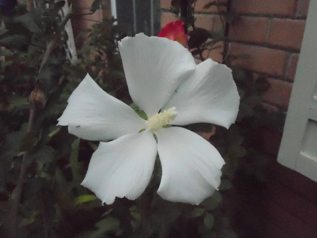 Hibiscus syriacus 'Diana' Cuttings | 6-8" Shrub Althea | Attracts Hummingbirds | Hardy Perennial