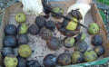 Black Walnut Husks Seeds - Organic 100% Natural Anti-Parasitic - Juglans Nigra