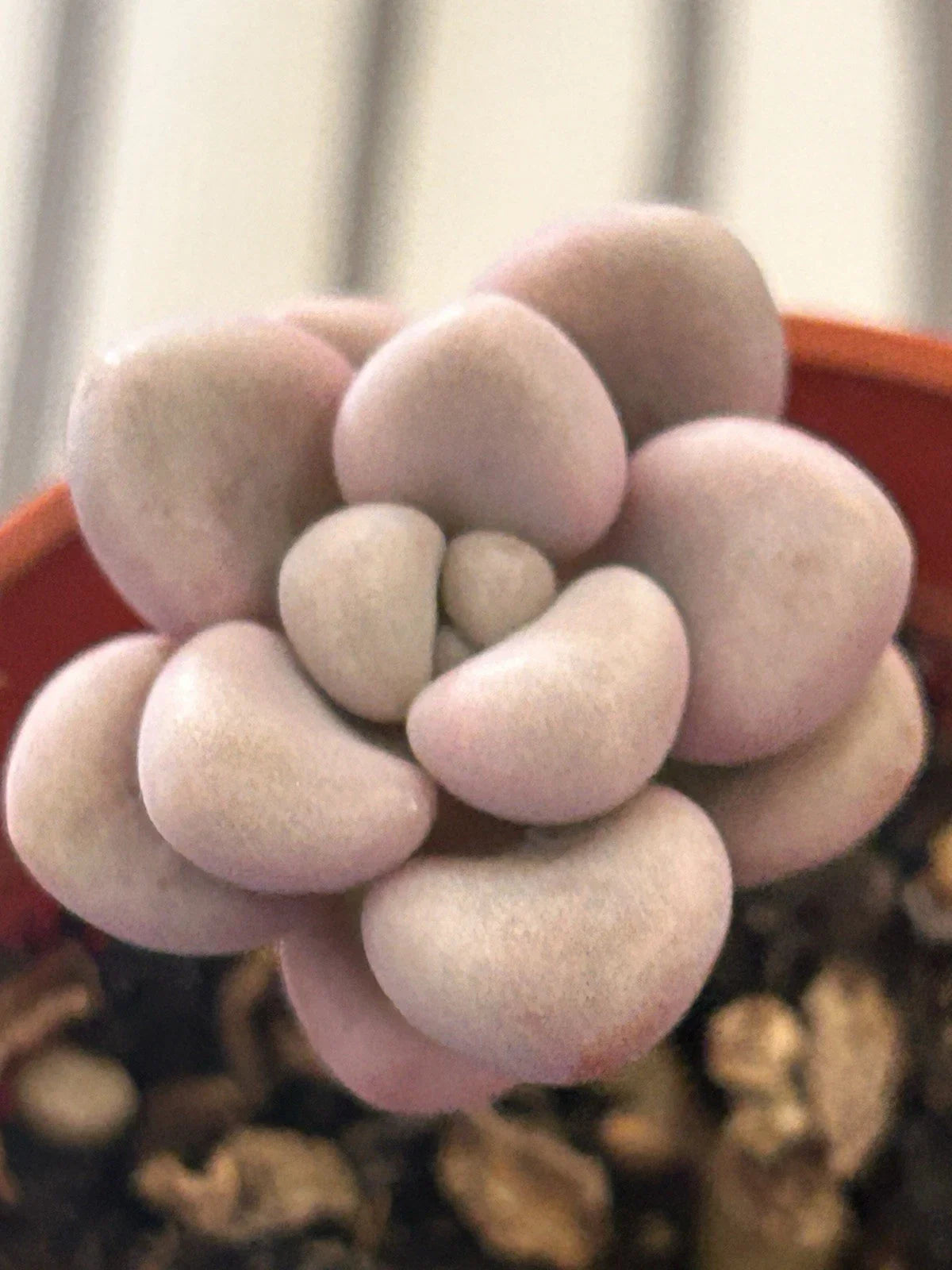 Graptopetalum Ellen | Live Succulent Plant | Fully Rooted | 2 Inch Pot | Ideal for Indoor Gardening