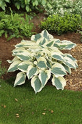 Hosta Firn Line Perennial Plant in 5.25" Pot - Unique Leaves for Shade - Well Rooted (Hosta spp.)