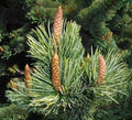 Bristlecone Pine Tree Seeds (30 Seeds) - Pinus aristata - Hardy, Long-Lived, Ideal for Planting