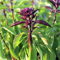 Thai Basil Seeds - 25 Count Seed Pack - Sweet Flavor Herb - Ocimum basilicum var. thyrsiflora