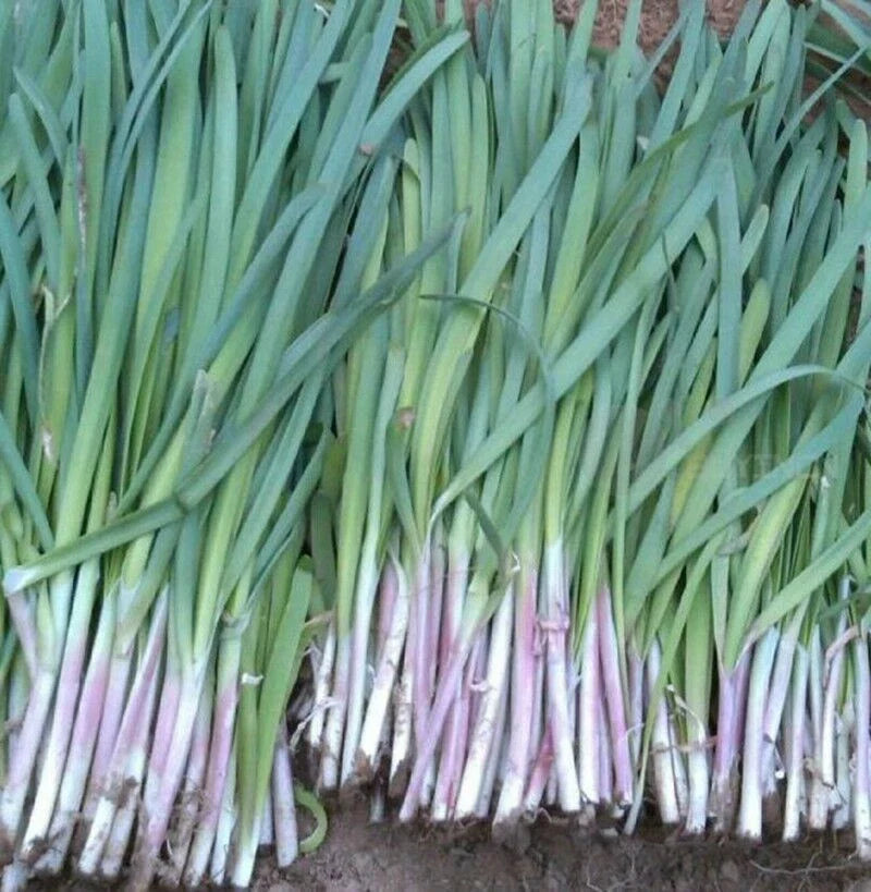 Garlic Chives Seeds - 200+ Seeds - Fragrant Purple Variety - Allium tuberosum - 紫根韭菜种子